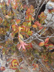 Cotyledon woodii
