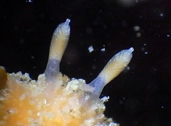Thordisa bimaculata