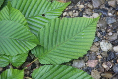 Carpinus cordata