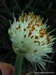 Haemanthus albiflos