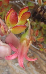 Cotyledon woodii