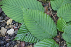 Carpinus cordata