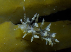 Eubranchus olivaceus