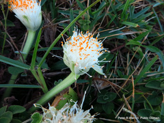 Haemanthus albiflos