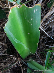 Haemanthus albiflos