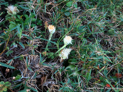 Haemanthus albiflos