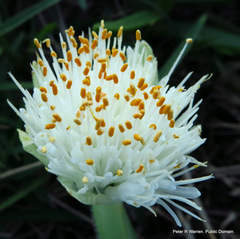 Haemanthus albiflos