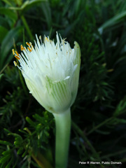 Haemanthus albiflos