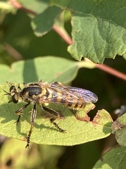 Callinicus pollenius