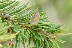 Choristoneura conflictana