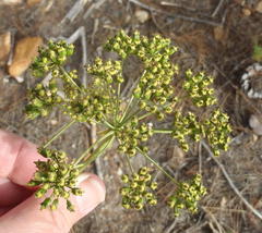 Lichtensteinia trifida trifida