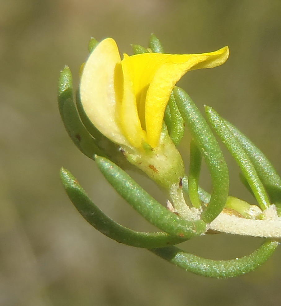 Tingy Capegorse