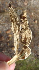 Lichtensteinia trifida trifida