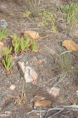 Lichtensteinia trifida trifida