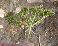 Lichtensteinia trifida trifida