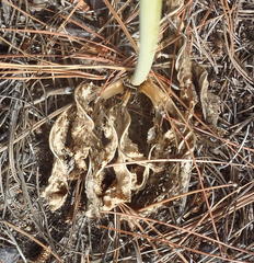 Lichtensteinia trifida trifida