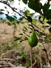 Pouteria macrophylla