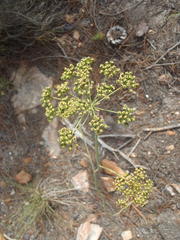 Lichtensteinia trifida trifida