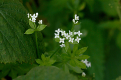 Galium pseudorivale