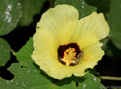Hibiscus calyphyllus