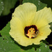 Hibiscus calyphyllus - Photo (c) Robert Archer,  זכויות יוצרים חלקיות (CC BY-NC), uploaded by Robert Archer