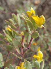 Rafnia capensis capensis