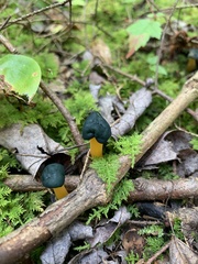 Leotia viscosa
