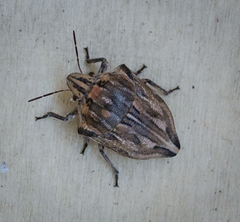 Odontotarsus