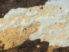Perenniporia bostonensis