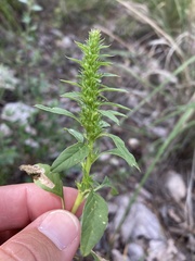 Amaranthus torreyi