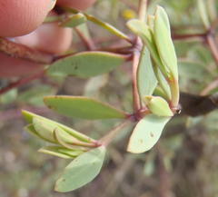Rafnia capensis capensis
