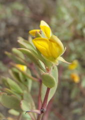 Rafnia capensis capensis