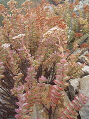 Crassula rupestris rupestris
