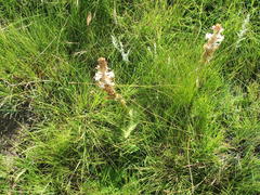 Satyrium longicauda longicauda