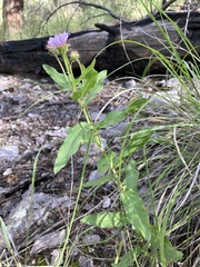 Erigeron vreelandii