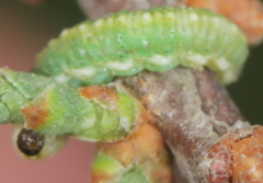 Coniatus splendidulus