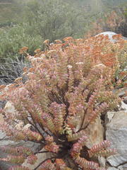 Crassula rupestris rupestris