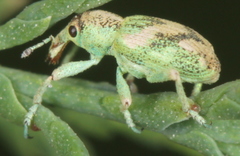 Coniatus splendidulus