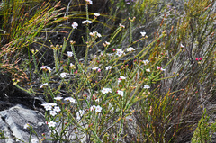 Adenandra brachyphylla
