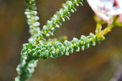 Adenandra brachyphylla