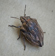 Odontotarsus