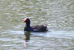 Gallinula chloropus meridionalis