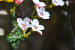 Adenandra brachyphylla