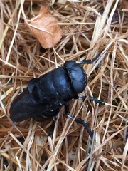 Cuterebra tenebrosa