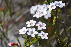 Adenandra brachyphylla