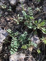 Astragalus cobrensis