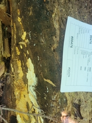 Perenniporia bostonensis