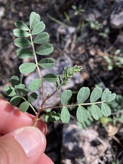 Astragalus cobrensis
