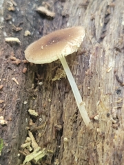 Pluteus seticeps
