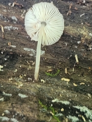 Pluteus seticeps